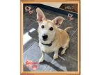 Milo (fta), Jack Russell Terrier For Adoption In Orangeville, Ontario