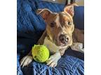 Nami, American Pit Bull Terrier For Adoption In Monroe, Michigan