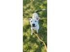 Dutchess, American Staffordshire Terrier For Adoption In Danville, Illinois