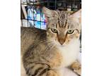 Toby, Domestic Shorthair For Adoption In Pineville, Louisiana