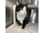 Leroy, Domestic Shorthair For Adoption In Palm Springs, California