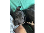 Julian, American Staffordshire Terrier For Adoption In Oak Park, Illinois