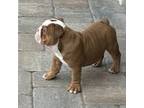 Bulldog Puppy for sale in Webster, FL, USA