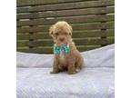 Poodle (Toy) Puppy for sale in Campbellsville, KY, USA