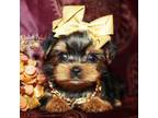 Yorkshire Terrier Puppy for sale in Austin, TX, USA