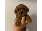 Poodle (Toy) Puppy for sale in Monterey Park, CA, USA