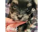 Havanese Puppy for sale in Lakeside, MT, USA