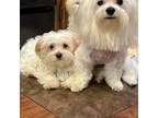 Maltese Puppy for sale in Fort Worth, TX, USA