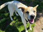Adopt LOTTIE a Pit Bull Terrier, Mixed Breed