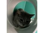 Adopt Sophie. (Barn Cat) a Domestic Short Hair, American Shorthair