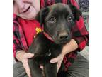 Adopt Azalea a Black Labrador Retriever, Rottweiler
