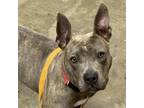 Adopt Sugar Cube a Pit Bull Terrier, Mixed Breed