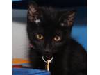 Adopt Amethyst a Domestic Short Hair