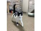 Adopt Buttons a Domestic Short Hair