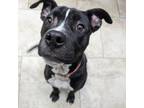 Adopt Helena a Pit Bull Terrier, Mixed Breed