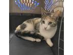 Adopt Tori a Domestic Short Hair