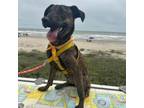 Adopt Audrey a Catahoula Leopard Dog, Mixed Breed