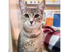 Adopt Penelope a American Shorthair