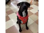 Adopt Bella a Black Labrador Retriever