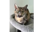 Adopt Candy a Domestic Short Hair