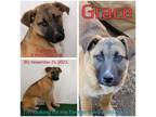 Adopt Grace a German Shepherd Dog