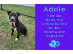 Adopt Addie a American Staffordshire Terrier