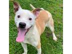 Adopt Periwinkle a Pit Bull Terrier