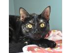 Adopt Fi a Domestic Short Hair