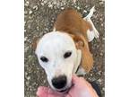 Adopt Princess a English Pointer