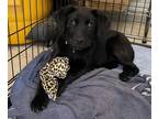 Adopt ShyAnne a Black Labrador Retriever