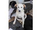 Adopt Goldie a Labrador Retriever, German Shepherd Dog