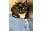 Adopt Skylar a Domestic Short Hair