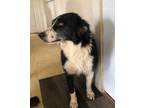 Adopt Chickadee a Border Collie