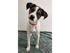 Adopt Twinkles a Parson Russell Terrier, Mixed Breed