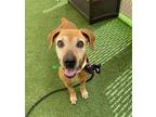 Adopt PAMELA a Plott Hound, Mixed Breed