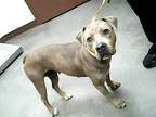 Adopt RHODA a Pit Bull Terrier, Mixed Breed