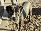 Adopt ABBIE a Pit Bull Terrier, Labrador Retriever