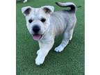 Adopt French Silk a Shar-Pei, Cattle Dog