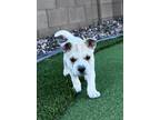 Adopt Coconut Creme a Shar-Pei, Cattle Dog