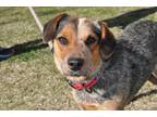 Adopt Harper a Australian Cattle Dog / Blue Heeler