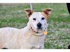 Adopt Molly a Cattle Dog