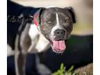 Adopt BLAKELEIGH* a Pit Bull Terrier