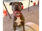 Adopt PANCHA a Pit Bull Terrier