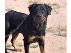 Adopt HAIZLEY* a Rottweiler