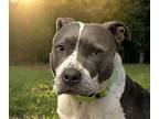 Adopt FRUITY a Pit Bull Terrier