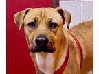 Adopt UNIQUE a Black Mouth Cur, Mixed Breed