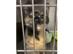 Adopt Carmen a Domestic Short Hair