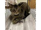 Adopt LITTLE GIRL a Domestic Short Hair