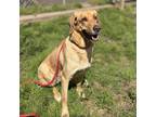 Adopt SADIE a Labrador Retriever, Plott Hound