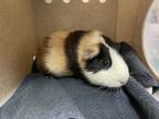 Adopt A513817 a Guinea Pig